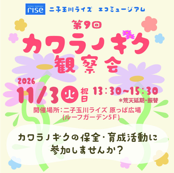 二子玉川ライズ エコミュージアム 第9回 カワラノギク観察会~いのちをつなげる多摩川の絶滅危惧種~